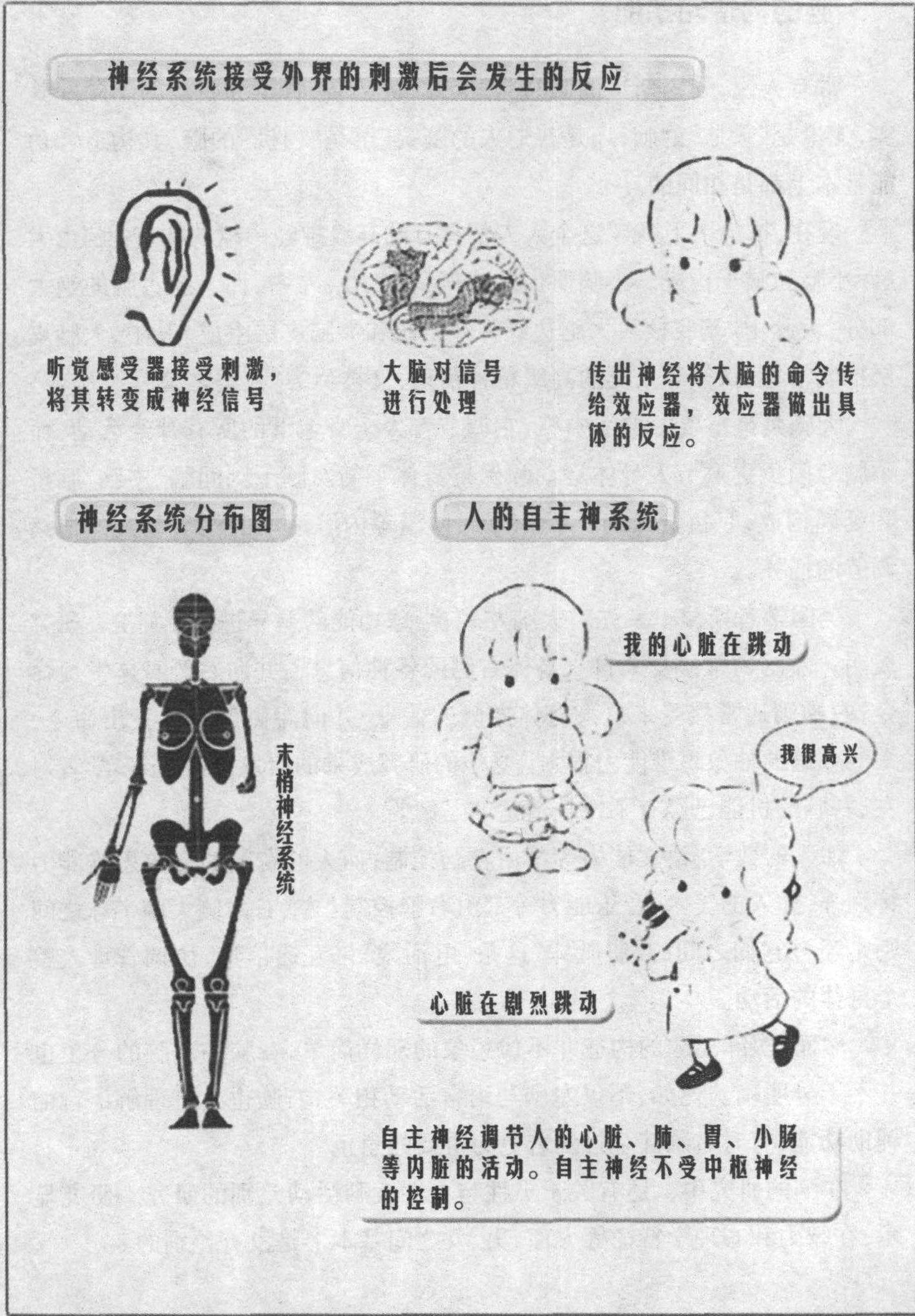 神经系统